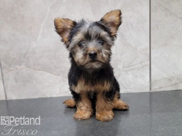 Yorkshire Terrier-Dog-Male-Black / Tan-30509-Petland Frisco, Texas