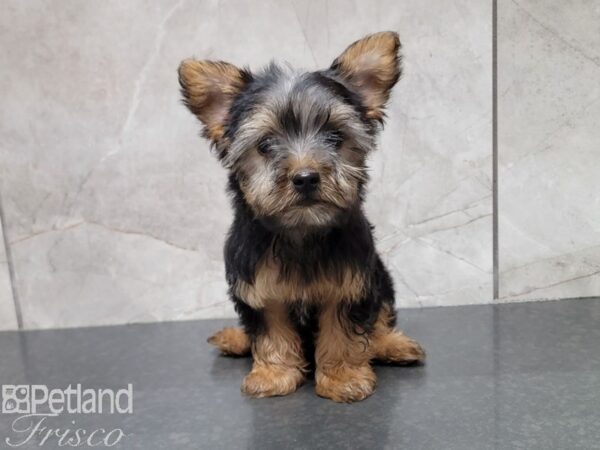 Yorkshire Terrier Dog Male Black / Tan 30509 Petland Frisco, Texas