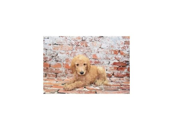 Goldendoodle 2nd Gen Dog Male Golden 30626 Petland Frisco, Texas