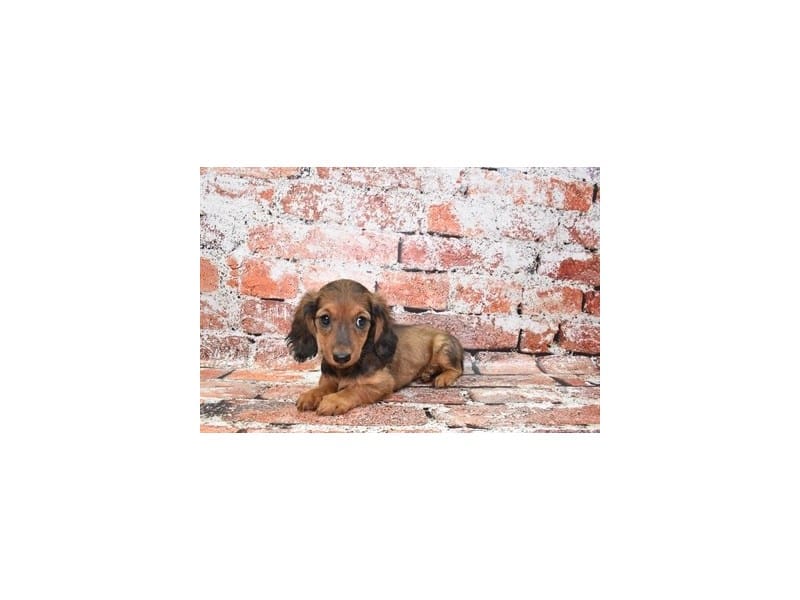 Miniature Dachshund-Dog-Female-Red-3850385-Petland Frisco, Texas