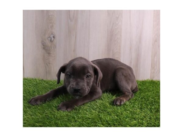 Cane Corso-Dog-Female-Blue-30672-Petland Frisco, Texas