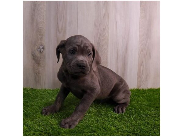 Cane Corso Dog Male Blue 30673 Petland Frisco, Texas