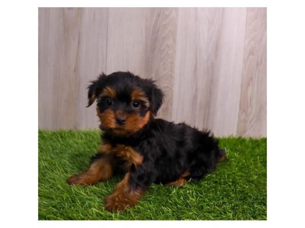 Yorkshire Terrier Dog Female Black / Tan 30666 Petland Frisco, Texas