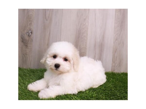 Coton De Tulear-Dog-Male-White-30674-Petland Frisco & Mckinney, Texas