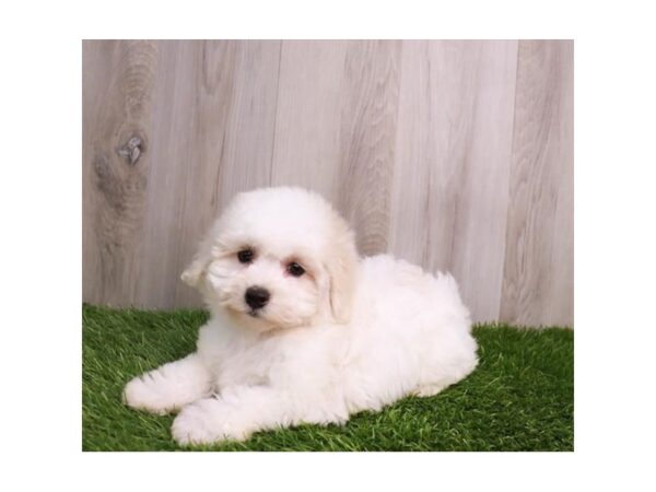 Coton De Tulear Dog Male White 30674 Petland Frisco, Texas