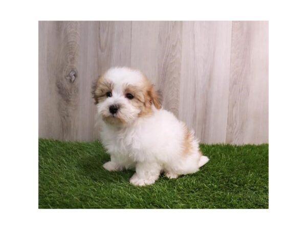 Coton De Tulear Dog Female Gold / White 30675 Petland Frisco, Texas