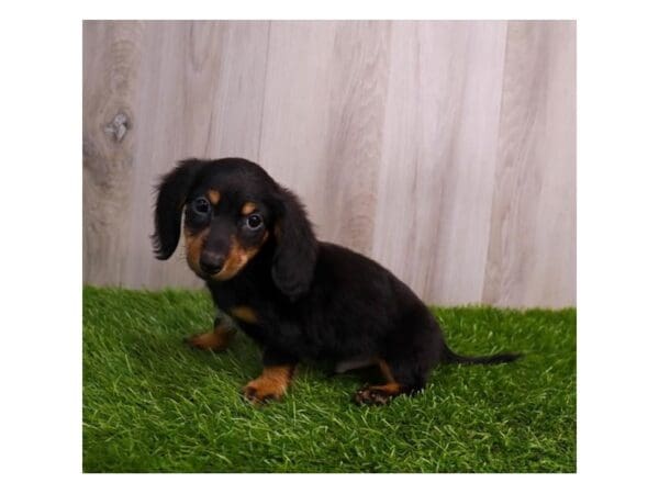 Miniature Dachshund Dog Male Black / Tan 30668 Petland Frisco, Texas
