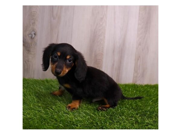 Miniature Dachshund-Dog-Male-Black / Tan-30668-Petland Frisco & Mckinney, Texas