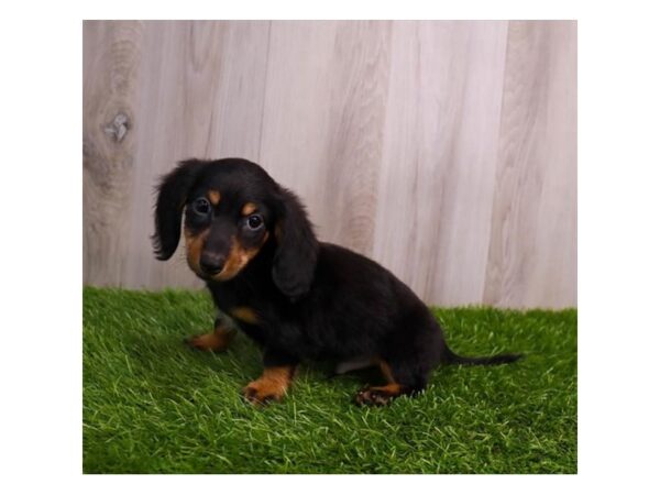 Miniature Dachshund-Dog-Male-Black / Tan-30668-Petland Frisco, Texas