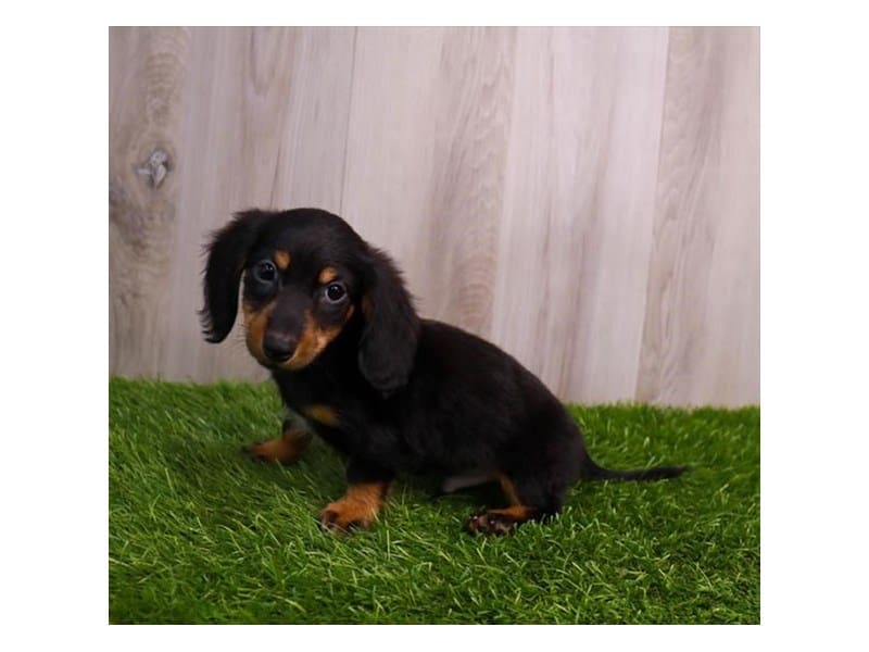 Miniature Dachshund-Dog-Male-Black / Tan-3852889-Petland Frisco, Texas