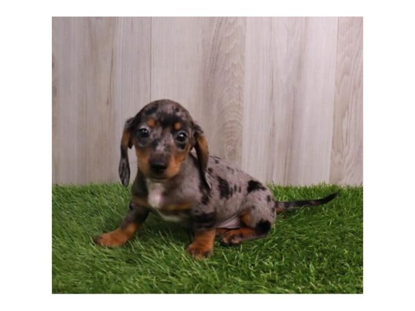 Miniature Dachshund-Dog-Male-Silver Dapple-30667-Petland Frisco & Mckinney, Texas