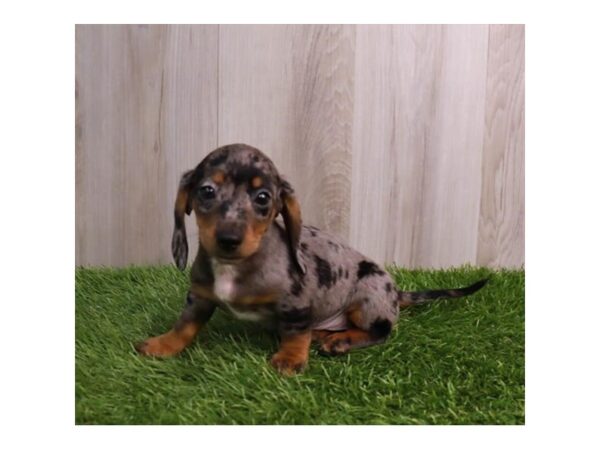 Miniature Dachshund Dog Male Silver Dapple 30667 Petland Frisco, Texas