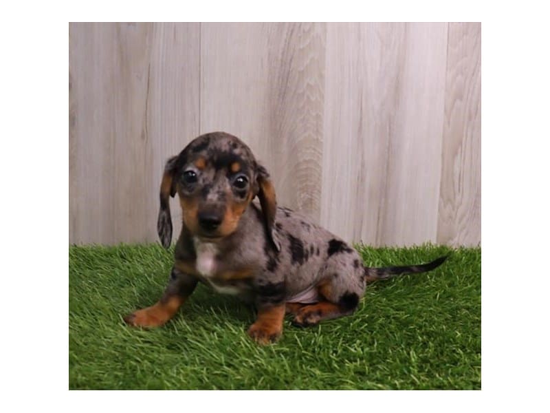 Miniature Dachshund-Dog-Male-Silver Dapple-3852891-Petland Frisco, Texas