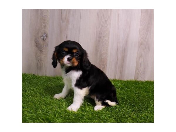 Cavalier King Charles Spaniel Dog Female Tri-Colored 30670 Petland Frisco, Texas