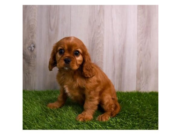 Cavalier King Charles Spaniel Dog Female Ruby 30671 Petland Frisco, Texas