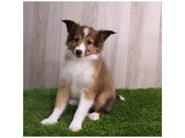 Shetland Sheepdog Dog Female Sable / White 30661 Petland Frisco, Texas