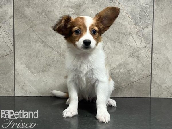Papillon-Dog-Female-Red White / Sable-30660-Petland Frisco & Mckinney, Texas