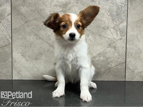 Papillon Dog Female Red White / Sable 30660 Petland Frisco, Texas