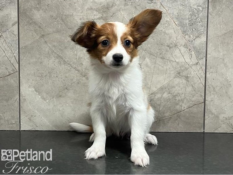 Papillon Small Animal Red White / Sable ID:30660 Located at