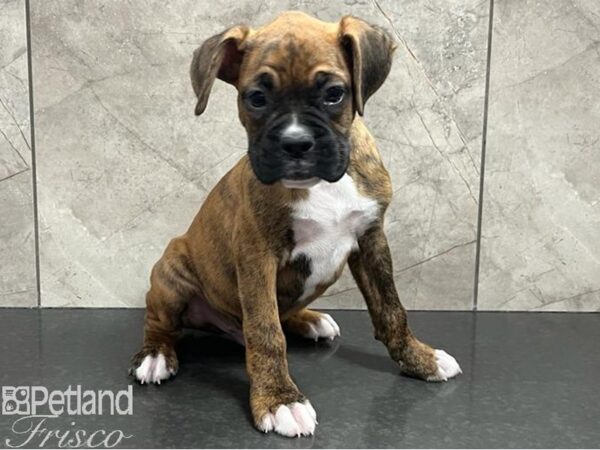 Boxer Dog Male Fawn 30659 Petland Frisco, Texas