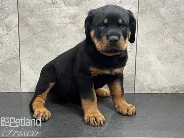 Rottweiler Dog Male Black / Tan 30658 Petland Frisco, Texas