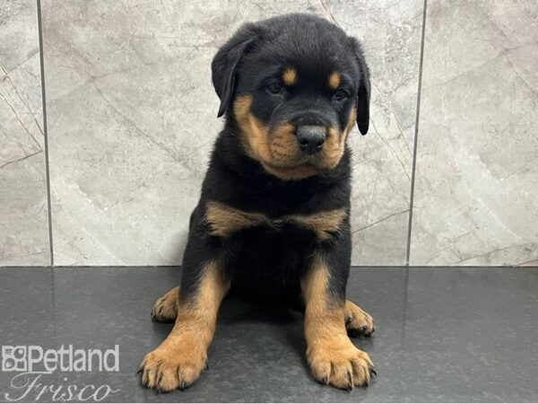 Rottweiler Dog Male Black / Tan 30657 Petland Frisco, Texas