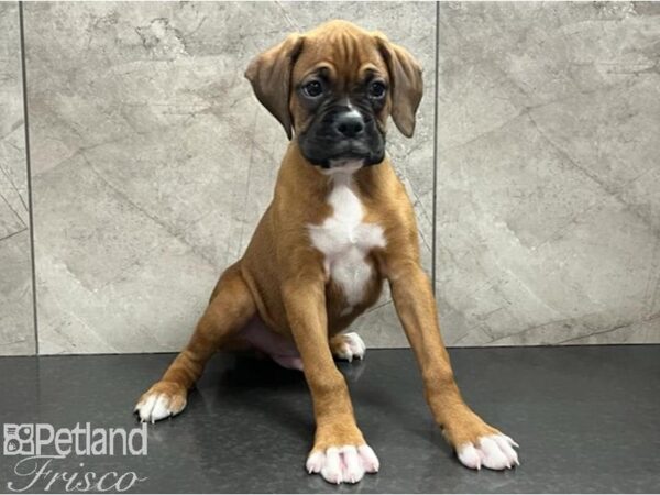 Boxer Dog Male Fawn 30655 Petland Frisco, Texas