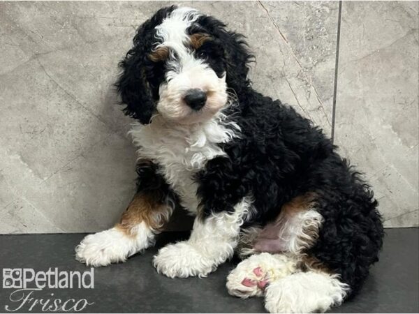 Bernedoodle F1B Dog Male Black White / Tan 30654 Petland Frisco, Texas