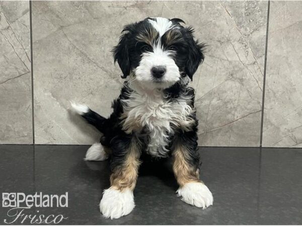Bernedoodle F1B-Dog-Female-Tri-Colored-30653-Petland Frisco & Mckinney, Texas