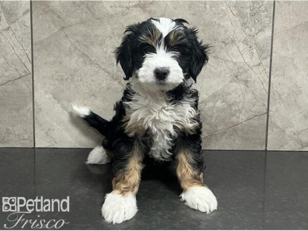 Bernedoodle F1B Dog Female Tri-Colored 30653 Petland Frisco, Texas