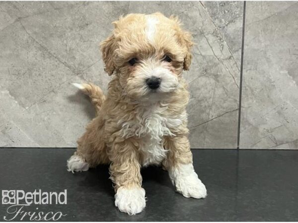 Poochon Dog Female Cream 30650 Petland Frisco, Texas