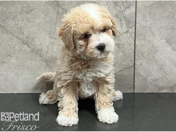 Poochon Dog Female Cream 30648 Petland Frisco, Texas