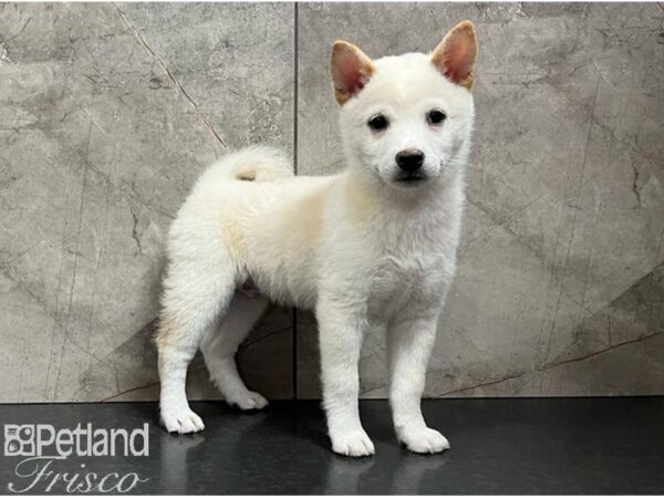 Shiba Inu-Dog-Male-Cream-30646-Petland Frisco & Mckinney, Texas