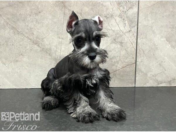 Miniature Schnauzer Dog Female Salt / Pepper 30645 Petland Frisco, Texas