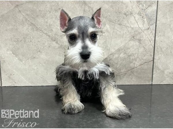 Miniature Schnauzer-Dog-Male-Salt / Pepper-30643-Petland Frisco, Texas