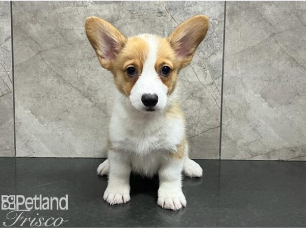 Pembroke Welsh Corgi-Dog-Female-Red / White-30641-Petland Frisco, Texas