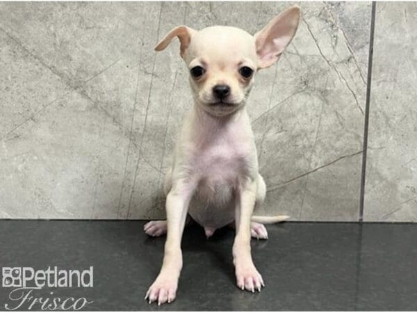 Chihuahua-Dog-Male-Cream-30639-Petland Frisco, Texas