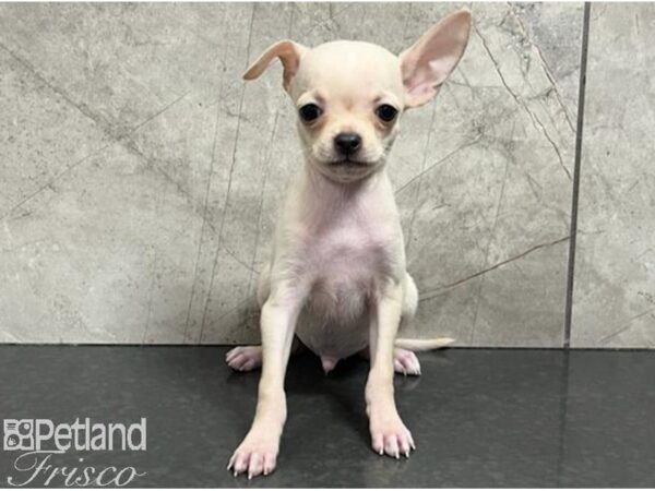 Chihuahua-Dog-Male-Cream-30639-Petland Frisco & Mckinney, Texas