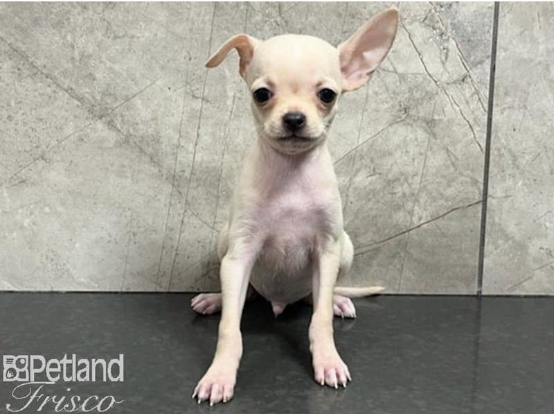 Chihuahua-Dog-Male-Cream-3848216-Petland Frisco, Texas
