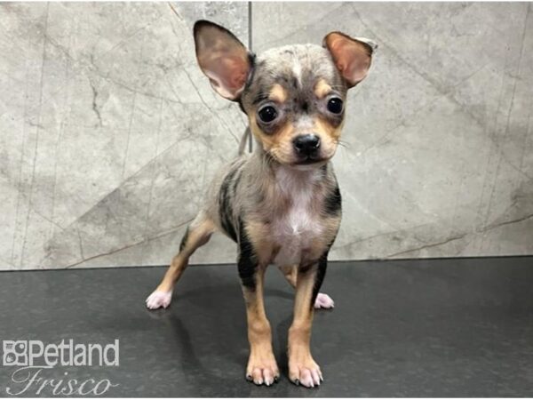 Chihuahua Dog Male Blue Merle 30637 Petland Frisco, Texas