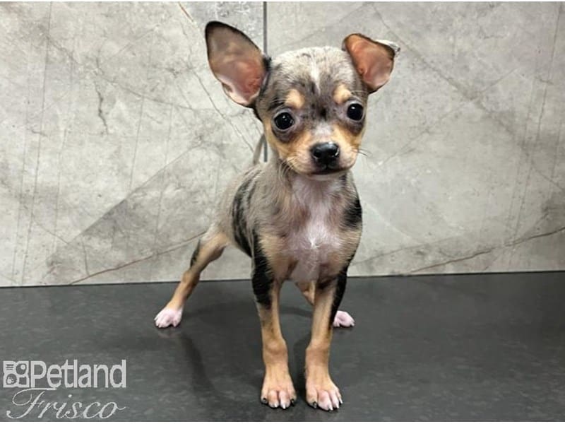 Chihuahua-Dog-Male-Blue Merle-3848217-Petland Frisco, Texas