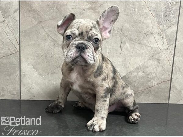French Bulldog-Dog-Male-Blue Merle-30636-Petland Frisco & Mckinney, Texas