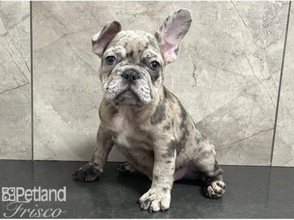 French Bulldog-Dog-Male-Blue Merle-30636-Petland Frisco, Texas