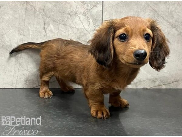 Miniature Dachshund Dog Female Red 30627 Petland Frisco, Texas