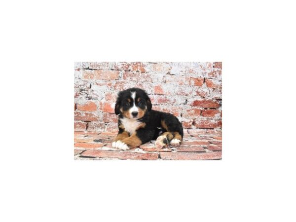 Bernese Mountain Dog-Dog-Male-Black and Rust-30683-Petland Frisco & Mckinney, Texas