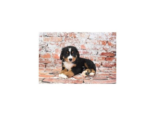 Bernese Mountain Dog Dog Male Black and Rust 30683 Petland Frisco, Texas