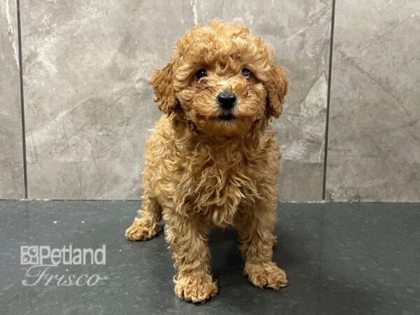 Toy Poodle-Dog-Female-Red-30688-Petland Frisco & Mckinney, Texas