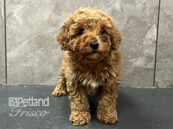 Toy Poodle-Dog-Male-Red-30686-Petland Frisco & Mckinney, Texas