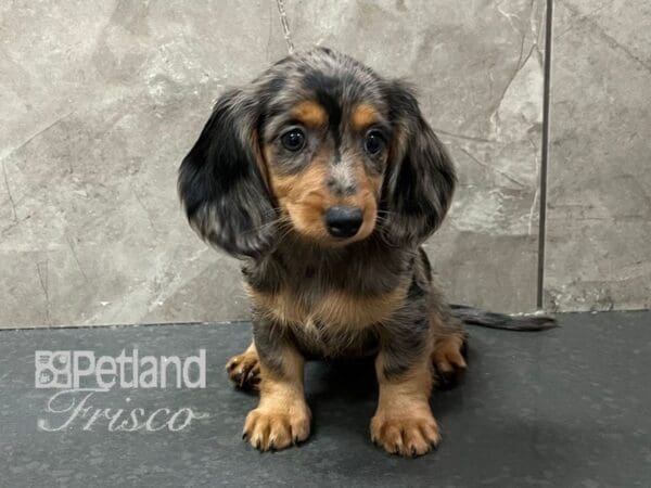 Miniature Dachshund Dog Female Dapple 30684 Petland Frisco, Texas