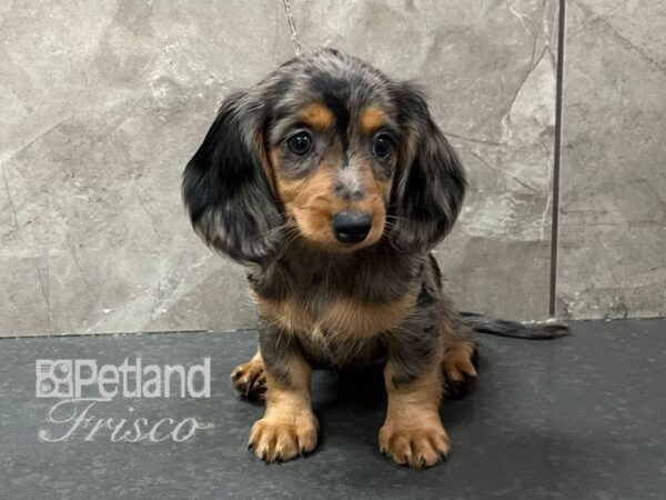 Miniature Dachshund-Dog-Female-Dapple-30684-Petland Frisco & Mckinney, Texas